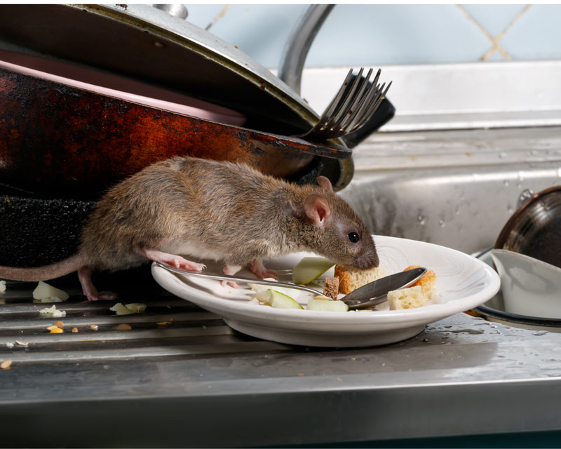 Hình ảnh chuột cống mang bệnh truyền nhiễm nguy hiểm