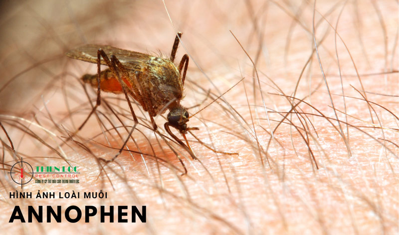 Muỗi Annophen