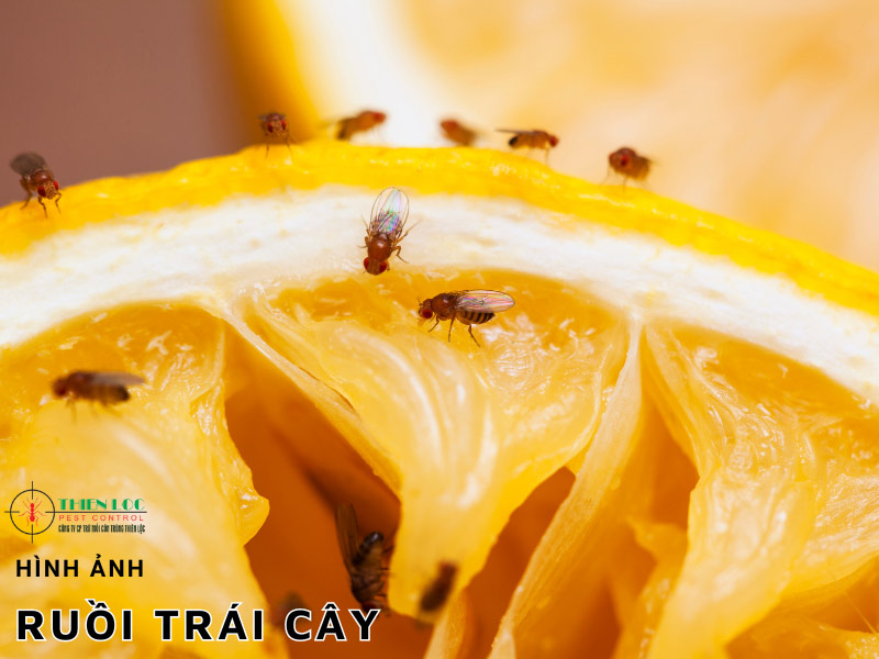 Hình ảnh ruồi trái cây có màu vàng