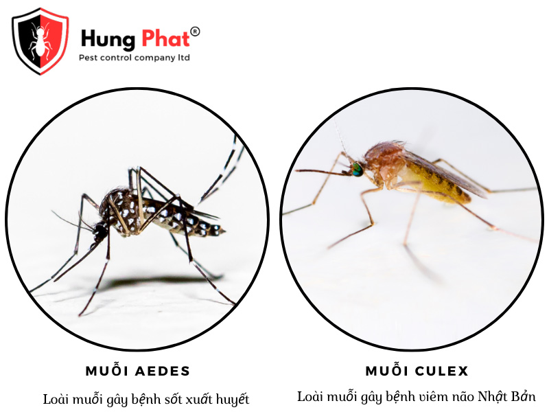 Hai loại muỗi phổ biến nhất hiện nay